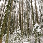 The Forrest – Vancouver Walks & Hikes